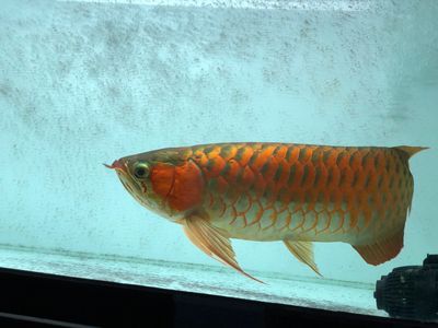 紅龍魚怎樣發色快一點：紅龍魚發色過程是一個漸進的過程是一個漸進的過程