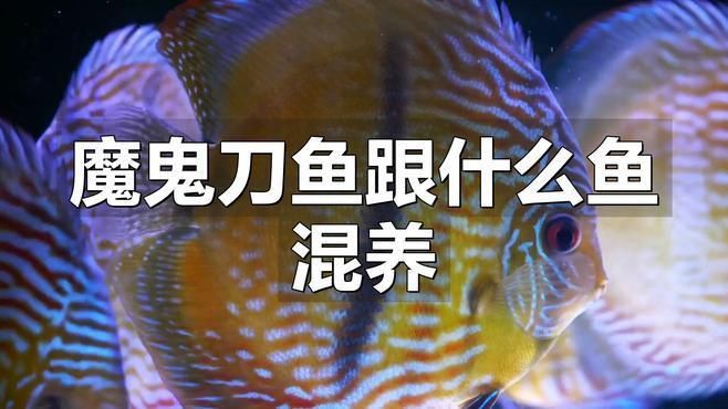 魔鬼刀魚可以混養嗎