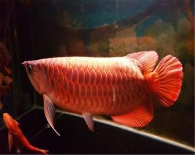 給龍魚(yú)喂食：如何判斷龍魚(yú)的飽腹感，龍魚(yú)喂食后多久消化完 給龍魚(yú)喂食：如何判斷龍魚(yú)的飽腹感，龍魚(yú)喂食后多久消化完 龍魚(yú)百科 第4張