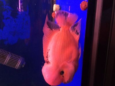 買龍魚微信交易：龍魚微信交易中的注意事項 買龍魚微信交易：龍魚微信交易中的注意事項 龍魚百科 第2張
