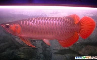 金龍魚怎么發(fā)色更好（如何幫助金龍魚發(fā)色） 金龍魚怎么發(fā)色更好（如何幫助金龍魚發(fā)色） 龍魚百科 第1張