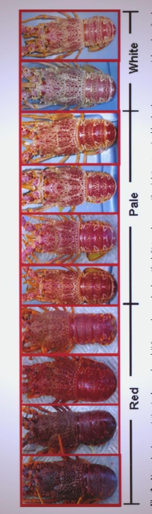 如何購買到真正的澳龍？