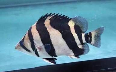 印尼虎魚苗混養常見問題：印尼虎魚苗和其他魚類混養常見問題及其解決方案