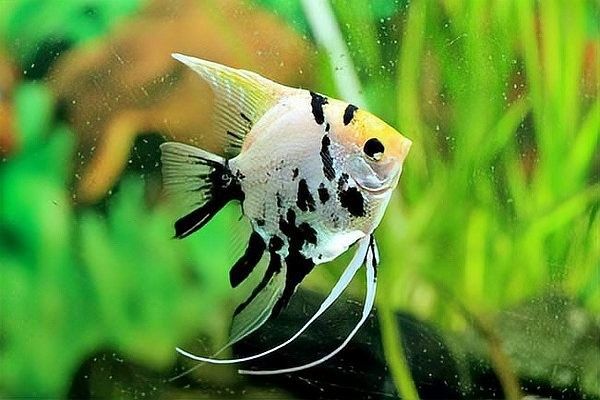 龍魚和神仙魚混養