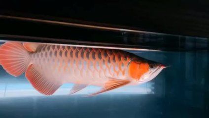 天王紅龍批發(fā)：關于天王紅龍批發(fā)和貨源基地的信息是一些相關的企業(yè)和網(wǎng)站