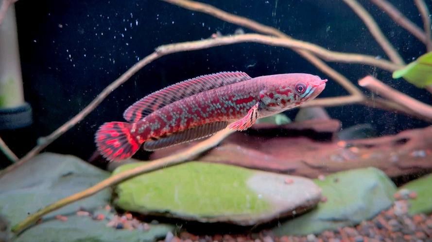 紅色雷龍魚品種大全圖解