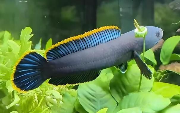 紅色雷龍魚品種大全圖解