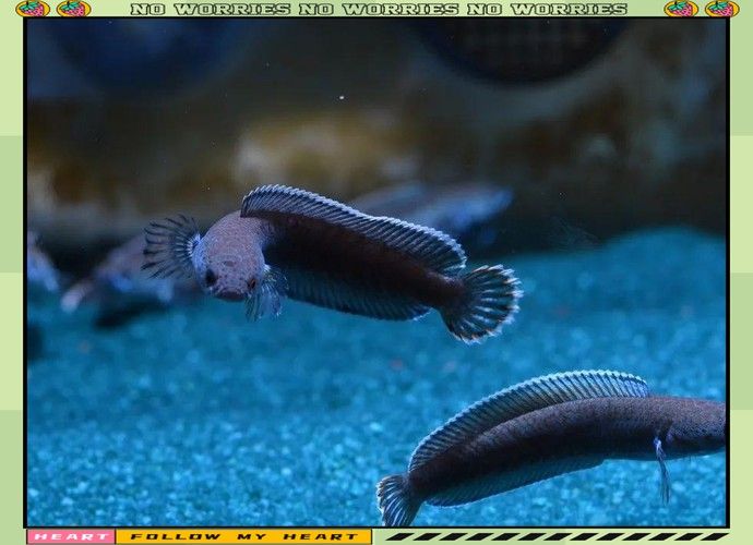 紅色雷龍魚品種大全圖解