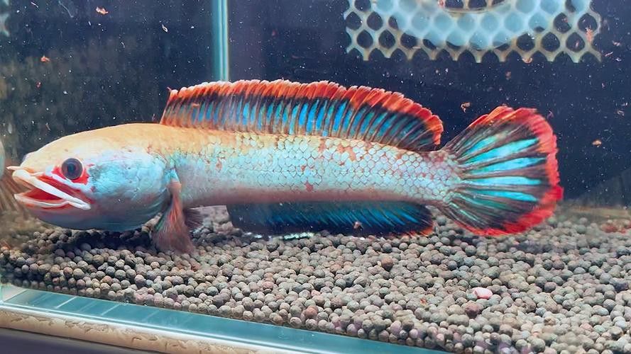 紅色雷龍魚品種大全圖解