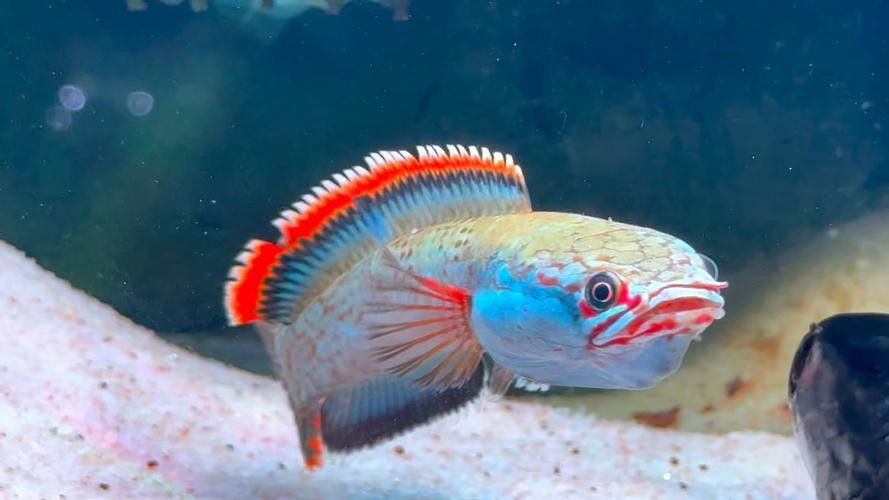 紅色雷龍魚品種大全圖解