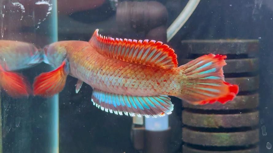 紅色雷龍魚品種大全圖解