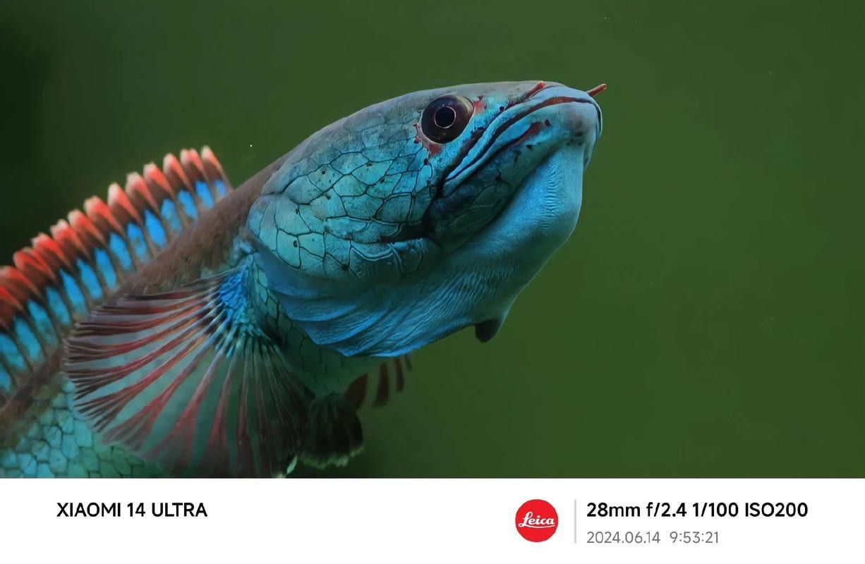 紅色雷龍魚品種大全圖解