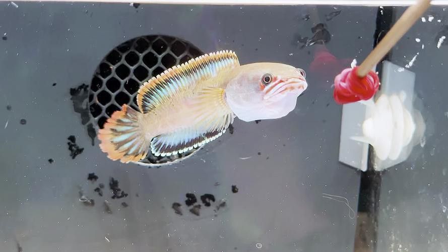 紅色雷龍魚品種大全圖解