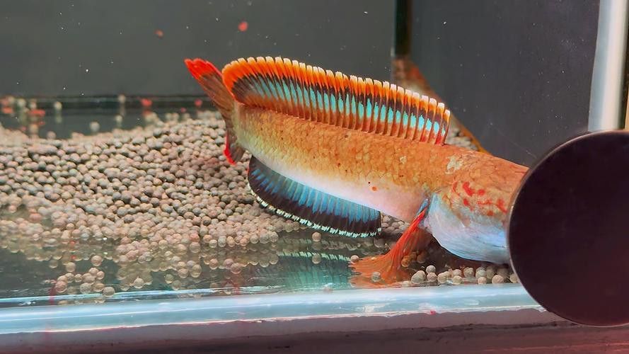 紅色雷龍魚品種大全圖解