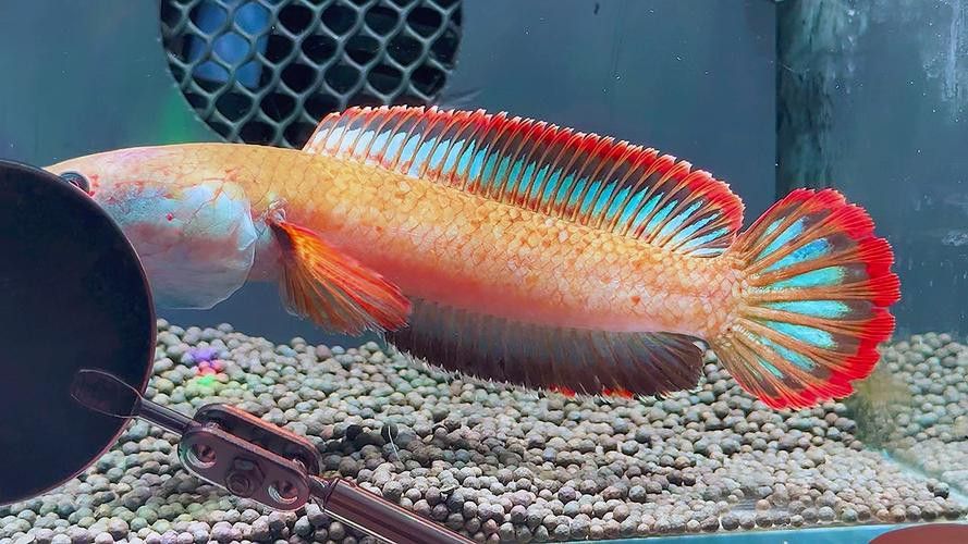 紅色雷龍魚品種大全圖解