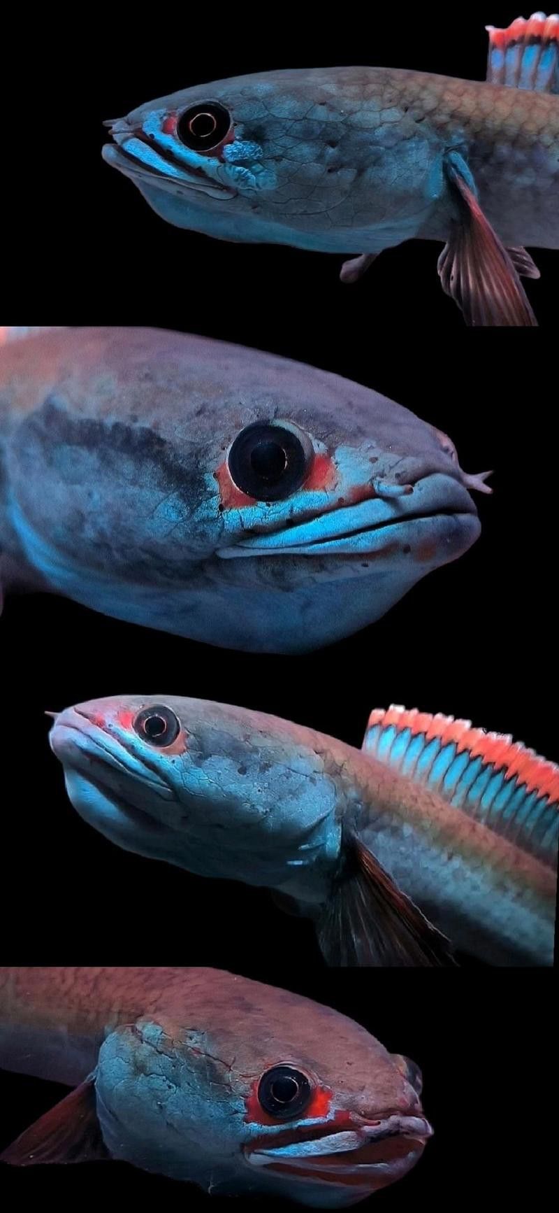 紅色雷龍魚品種大全圖解