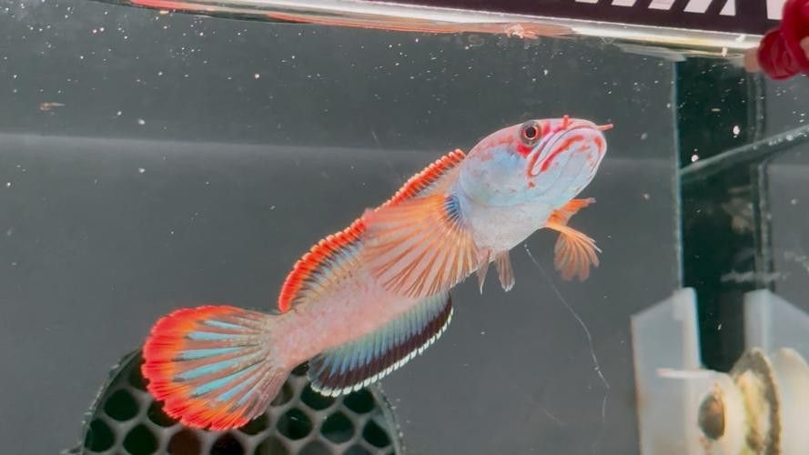 紅色雷龍魚品種大全圖解