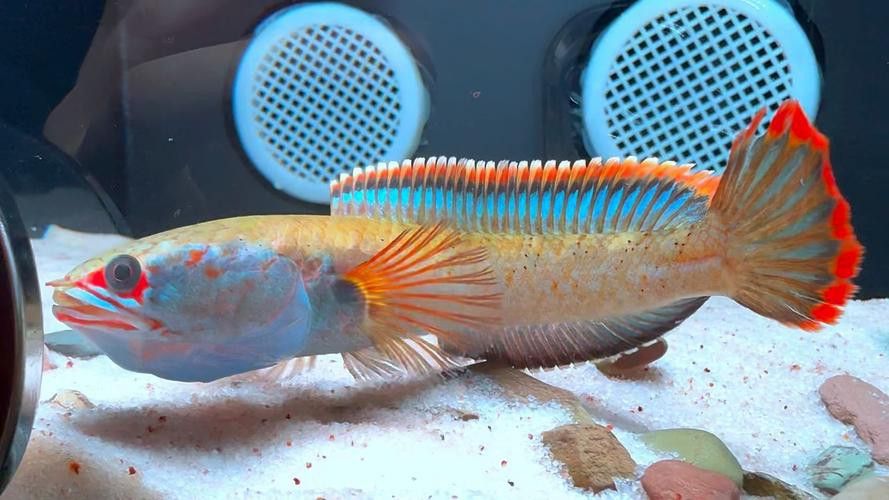紅色雷龍魚品種大全圖解
