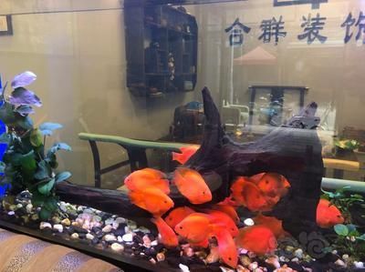 龍魚適合用什么濾材（養(yǎng)龍魚選擇合適的濾材對于維持水質至關重要） 龍魚適合用什么濾材（養(yǎng)龍魚選擇合適的濾材對于維持水質至關重要） 龍魚百科 第2張