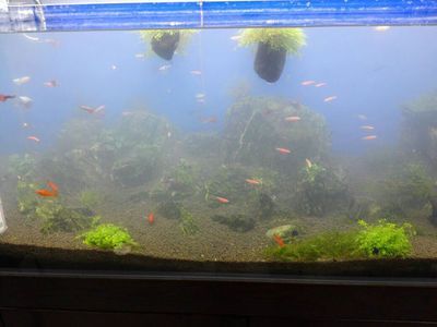 龍魚適合用什么濾材（養(yǎng)龍魚選擇合適的濾材對于維持水質至關重要） 龍魚適合用什么濾材（養(yǎng)龍魚選擇合適的濾材對于維持水質至關重要） 龍魚百科 第4張