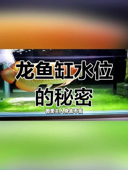 龍魚缸水位多高合適圖片