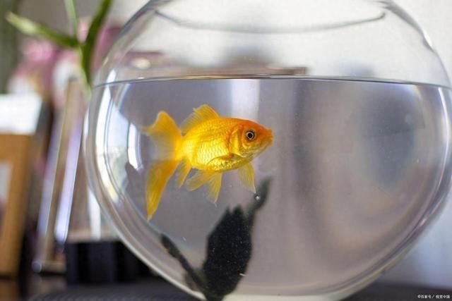 龍魚缸水位多高合適圖片