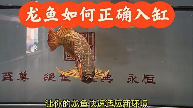 如何幫助龍魚更快適應(yīng)新環(huán)境？