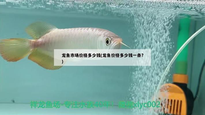 龍魚(yú)市場(chǎng)價(jià)格表最新：龍魚(yú)市場(chǎng)價(jià)格波動(dòng)原因及產(chǎn)地行情概覽，龍魚(yú)價(jià)格波動(dòng)原因