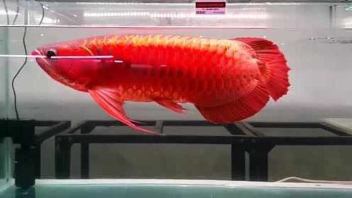 紅龍品相判斷：判斷紅龍的品相時需要考慮多個方面，包括魚的身形、健康狀況等