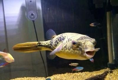 皇冠狗頭混養龍魚：皇冠狗頭與龍魚混養