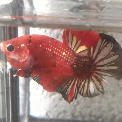 皇冠狗頭混養龍魚：皇冠狗頭與龍魚混養