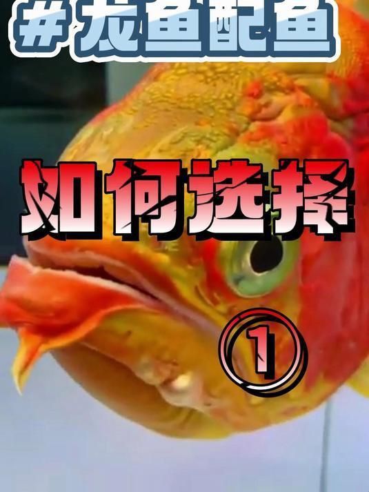 龍魚最安全配魚