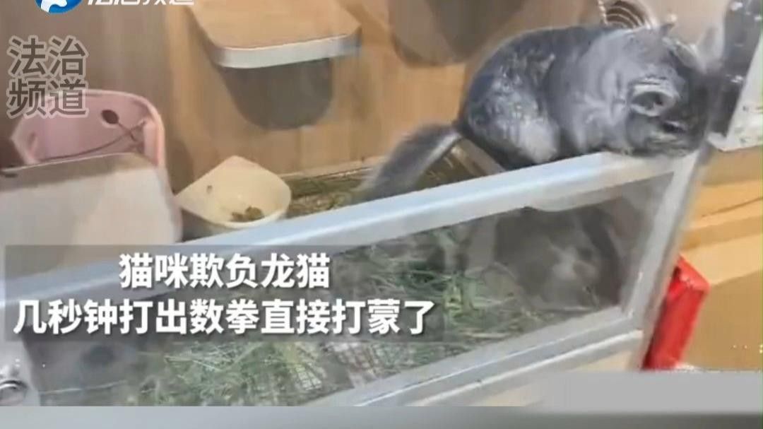 龍貓和貓打架誰更厲害？ 龍貓和貓打架誰更厲害？ 龍魚百科 第1張