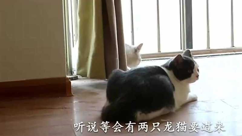 龍貓和貓打架誰更厲害？ 龍貓和貓打架誰更厲害？ 龍魚百科 第5張
