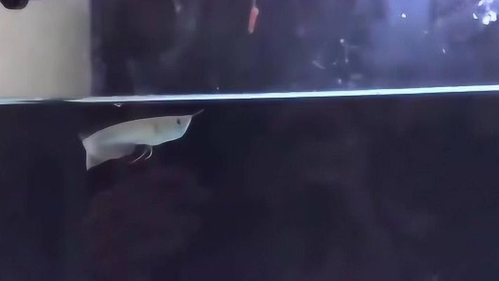 新買(mǎi)的龍魚(yú)不吃小魚(yú)仔怎么辦？：新買(mǎi)的小龍魚(yú)不吃東西怎么辦？