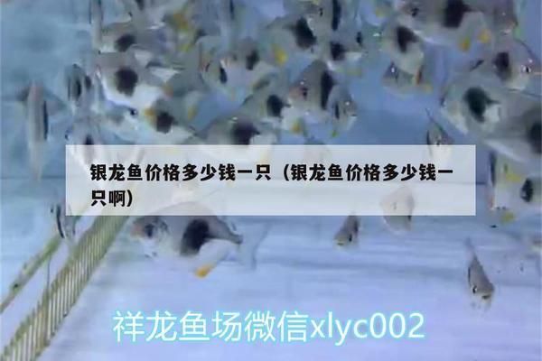 銀龍魚市場價格比較研究：銀龍魚市場價格對比，銀龍魚品種價格對比銀龍魚購買渠道推薦