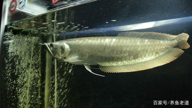 銀龍魚市場價格比較研究：銀龍魚市場價格對比，銀龍魚品種價格對比銀龍魚購買渠道推薦