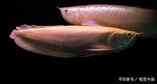 銀龍魚市場價格比較研究：銀龍魚市場價格對比，銀龍魚品種價格對比銀龍魚購買渠道推薦
