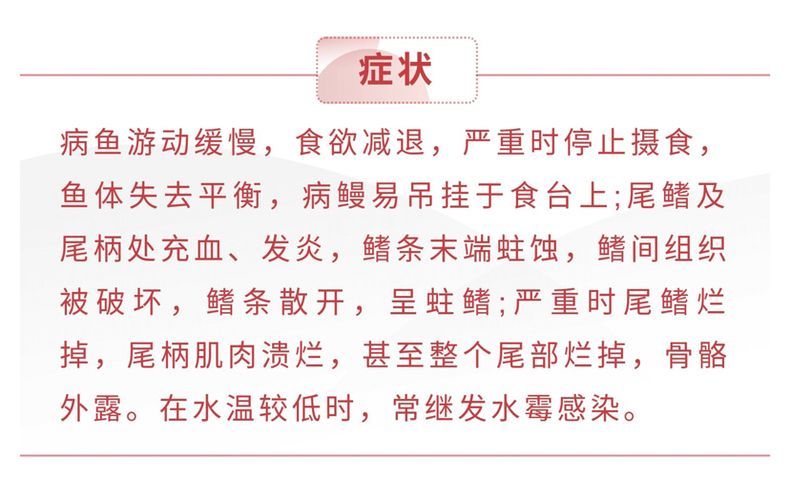 龍魚 爛尾：如何改善龍魚飼養(yǎng)環(huán)境，龍魚爛尾的自然療法