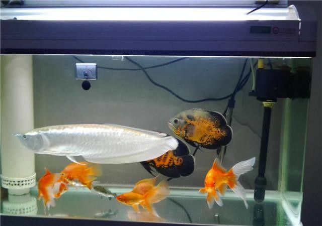 銀龍魚最大能長到多大圖片