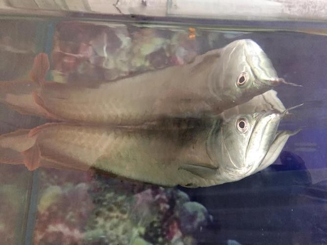 銀龍魚最大能長到多大圖片