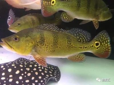 龍魚和鸚鵡魚混養(yǎng)：鸚鵡魚和鸚鵡魚混養(yǎng)需要注意什么，龍魚和鸚鵡魚混養(yǎng)需要注意什么