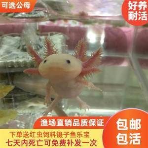 六角恐龍魚價錢貴嗎（六角恐龍魚價格因地區(qū)和市場而異，六角恐龍魚養(yǎng)殖難度大嗎）