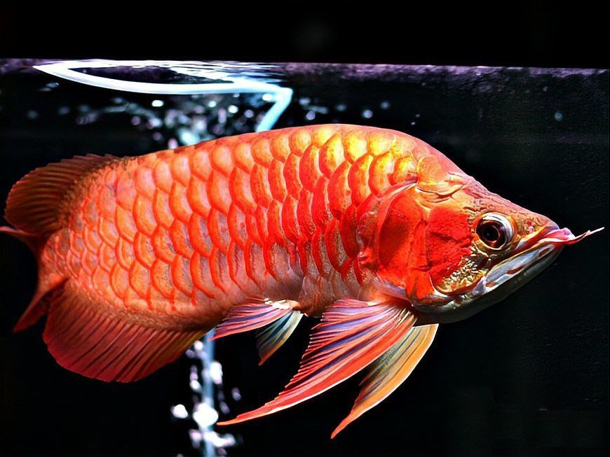 星點(diǎn)龍魚(yú)和銀龍魚(yú)哪個(gè)更受歡迎？