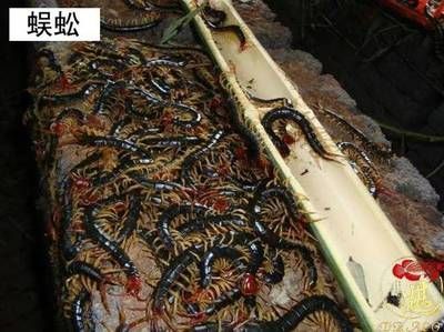 養龍魚喂蜈蚣可以嗎：喂食蜈蚣給成年龍魚有好處 養龍魚喂蜈蚣可以嗎：喂食蜈蚣給成年龍魚有好處 龍魚百科 第2張