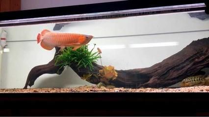 龍魚年齡怎么看:龍魚的年齡可以通過多種方式判斷 龍魚百科 第2張 龍魚年齡怎么看:龍魚的年齡可以通過多種方式判斷 龍魚年齡怎么看:龍魚的年齡可以通過多種方式判斷 龍魚百科 第2張