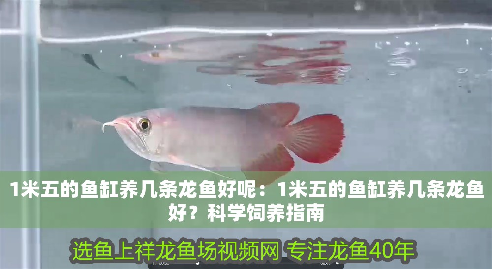 1米五的魚缸養(yǎng)幾條龍魚好呢：1米五的魚缸養(yǎng)幾條龍魚好？科學(xué)飼養(yǎng)指南