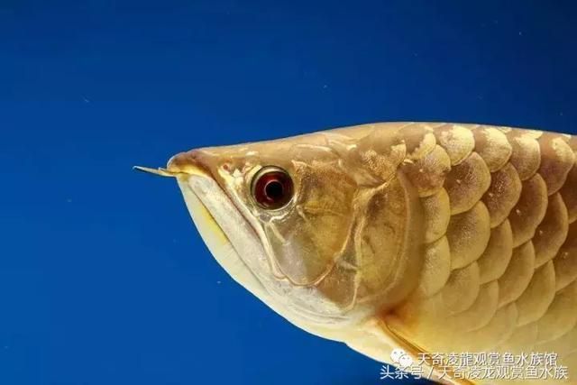 龍魚趴缸不吃食怎么辦，當龍魚在魚缸中趴缸不吃食時可能是由多種原因造成的