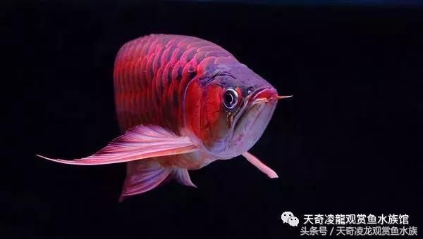 龍魚趴缸不吃食怎么辦，當龍魚在魚缸中趴缸不吃食時可能是由多種原因造成的