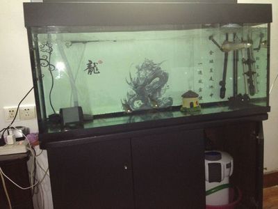 養龍魚最好的魚缸是什么品牌的（適合養龍魚的魚缸品牌：森森sunsun森森sunsun）